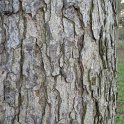 Corylus colurna ecorce